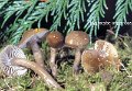 Gliophorus unguinosus-amf2025